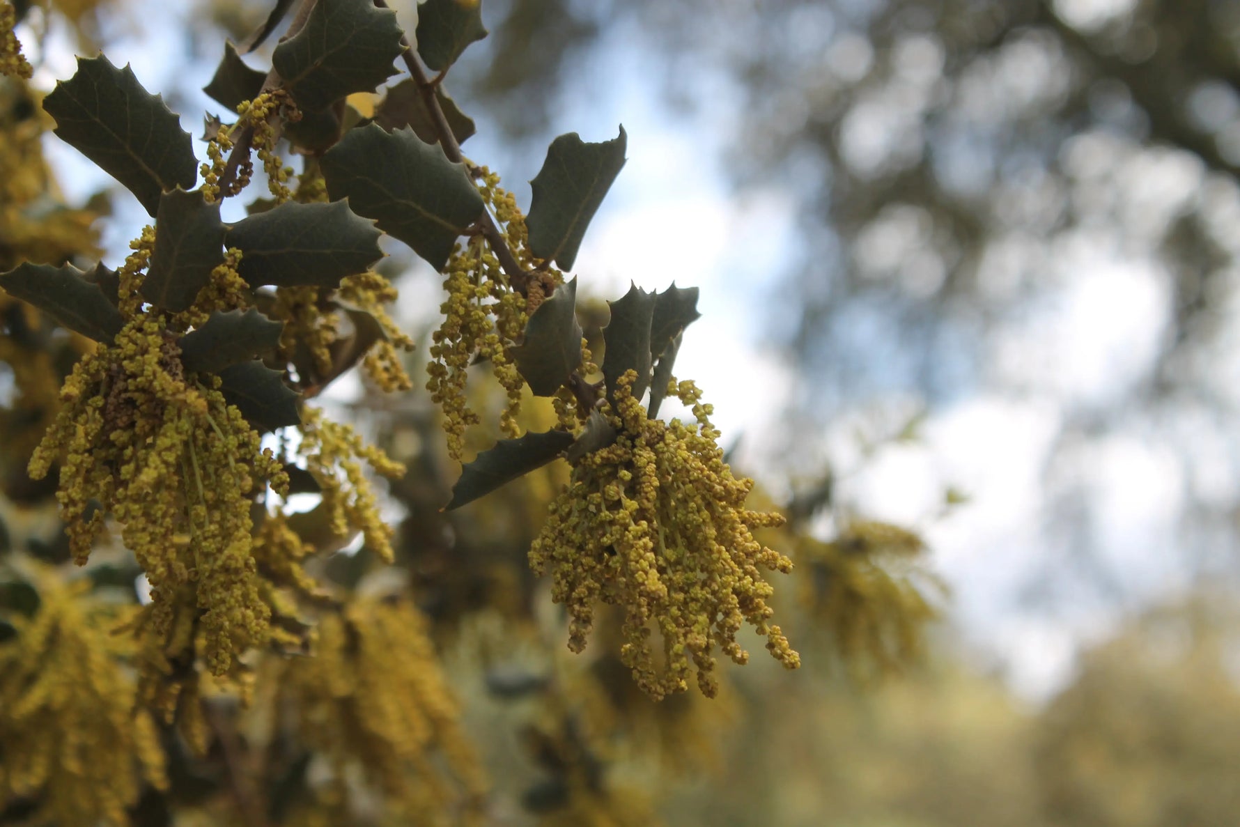 RR Ibéricos - Primavera en la Sierra Norte de Sevilla - Productos ibéricos de bellota - RR