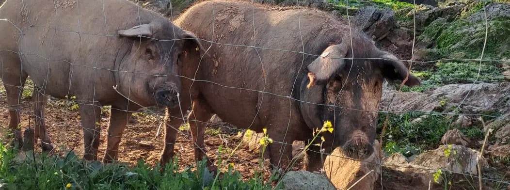 matanza del cerdo iberico