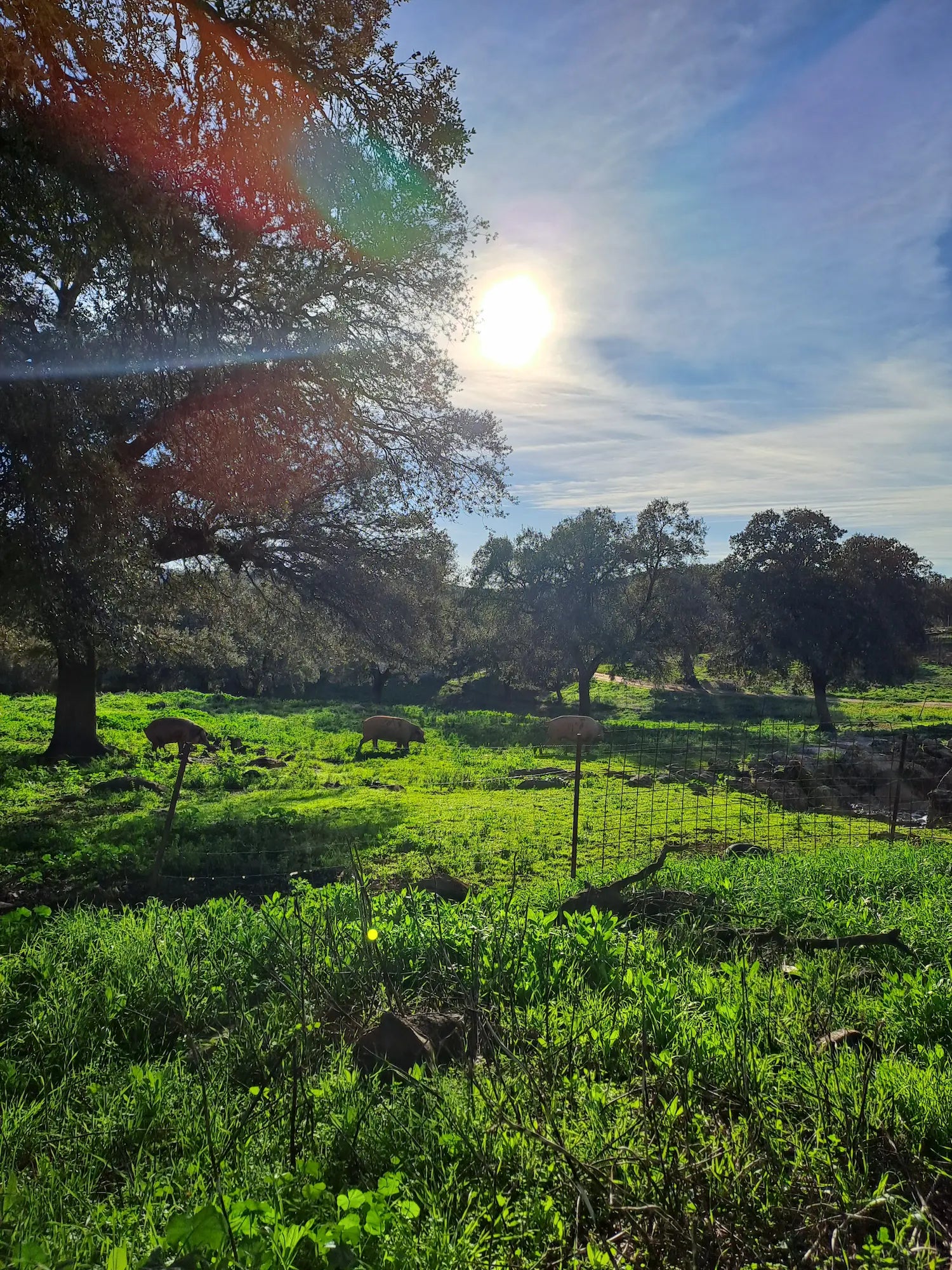 Cerdos pastan en una dehesa verde bajo robles, destinados a convertirse en jamón ibérico 100% de bellota de 6 - 6,5 kg. El sol brilla en un cielo azul con destellos de lente, mientras una alambrada y rocas dispersas salpican el primer plano.